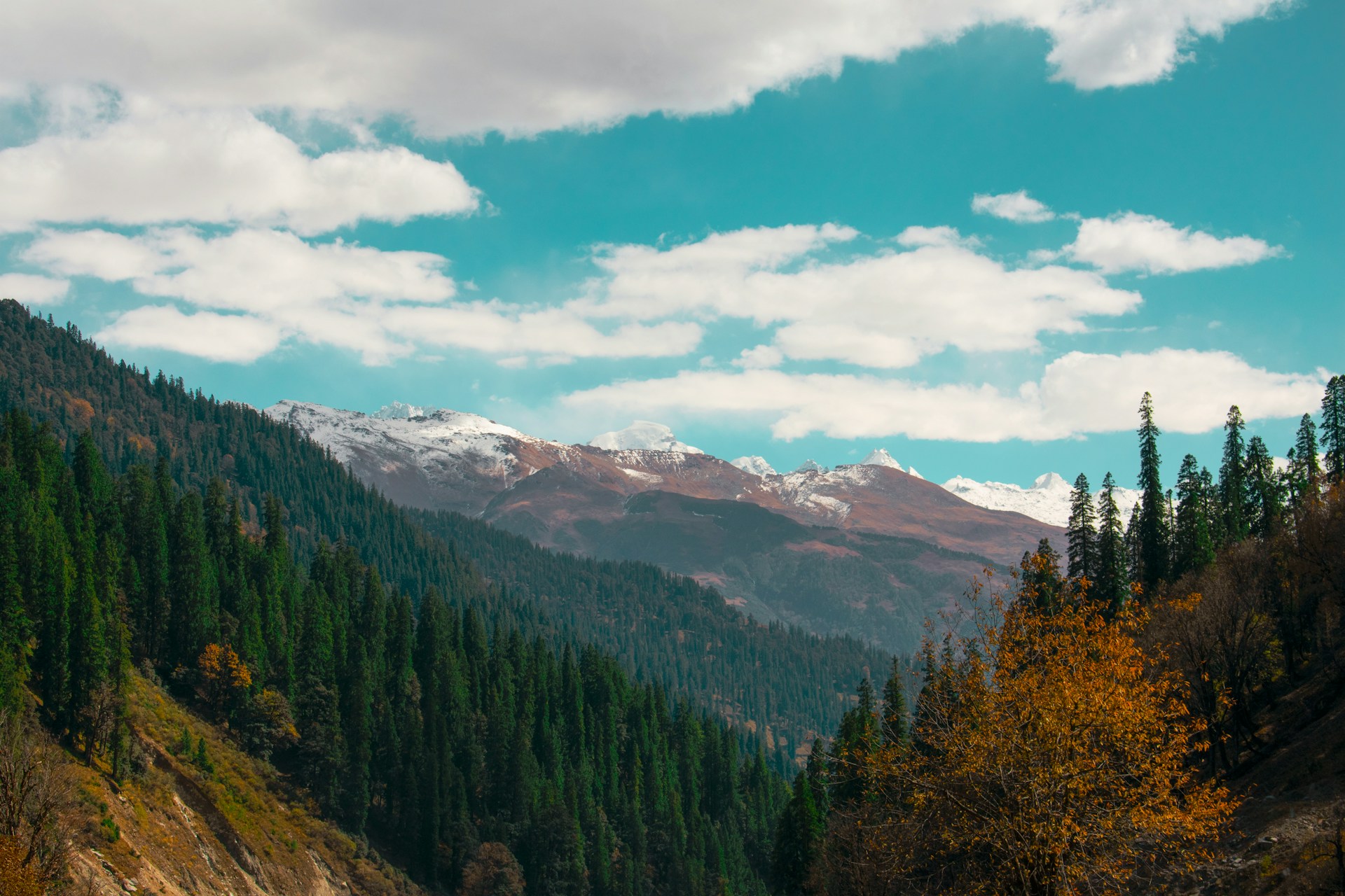 Shimla